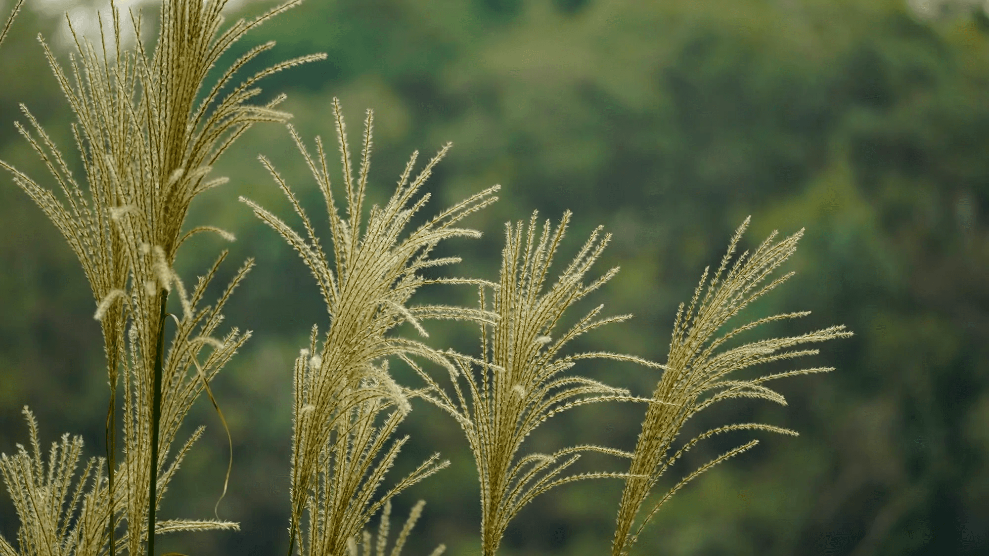 brown and black snake on brown sand