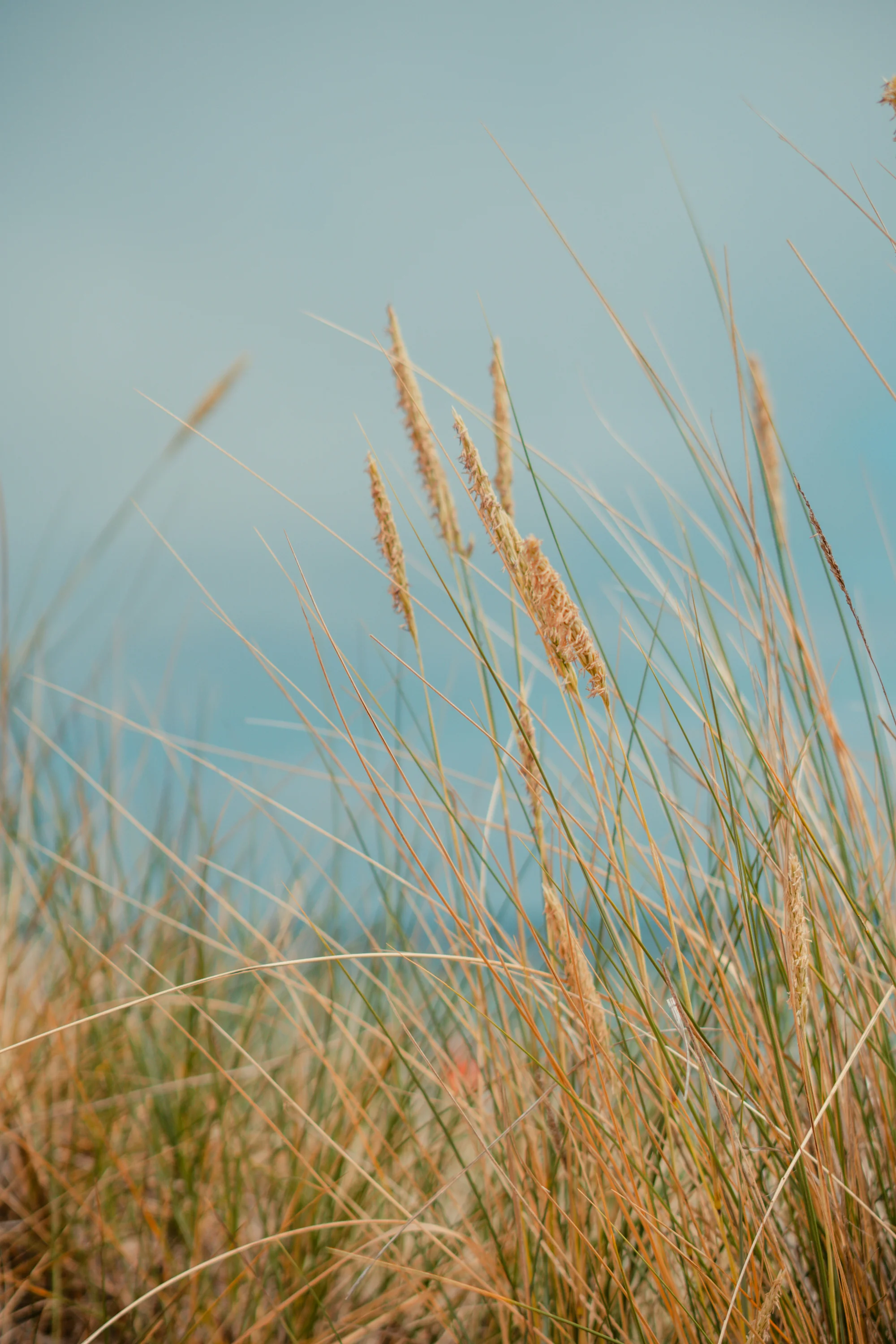 grassy textured background