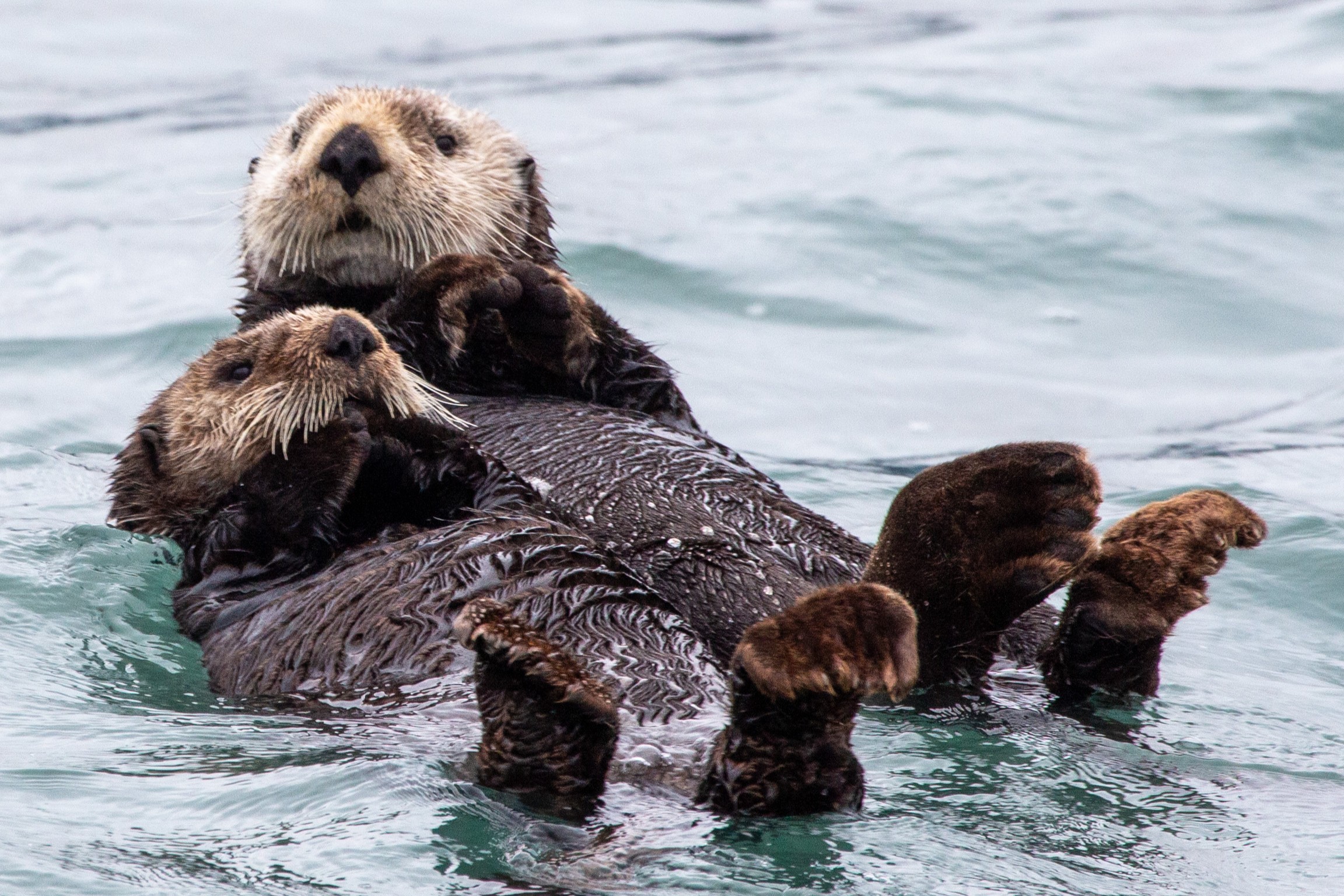 Two sea otters float together on their backs in calm ocean water in Kenai Fjords National Park.