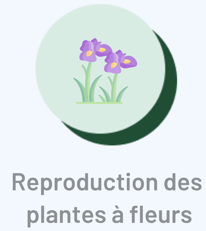 Reproduction des plantes à fleurs