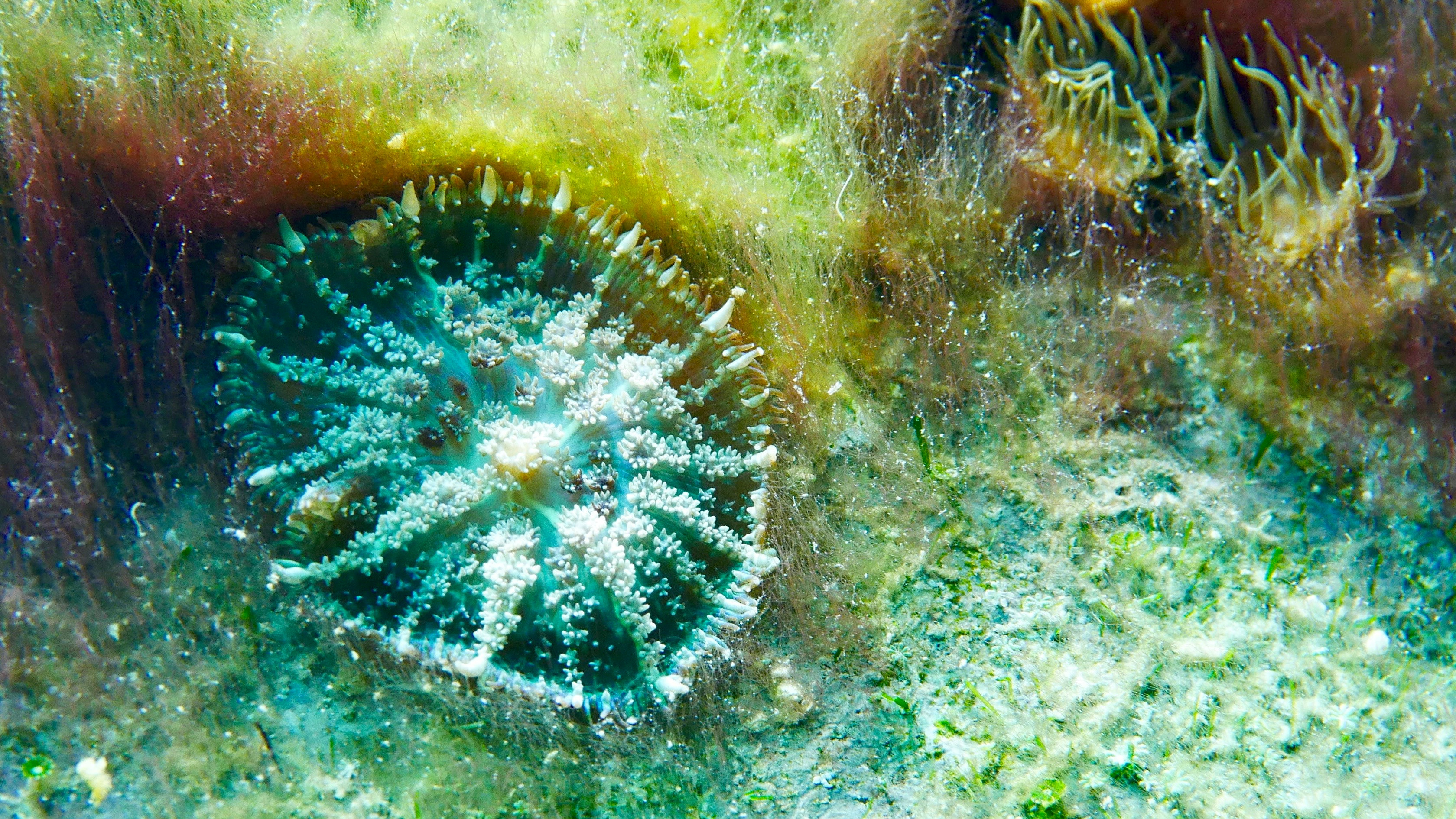 Payble Framer Website