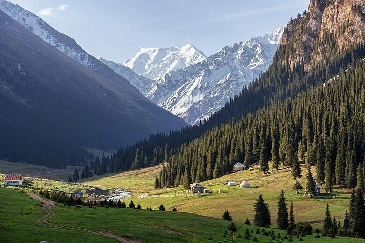 Alpine valley with pine forests
