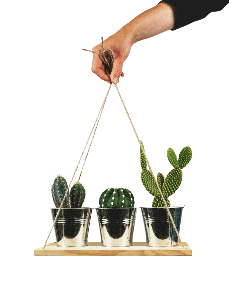 Hand holding a wooden hanging plant stand with potted cacti on a white background