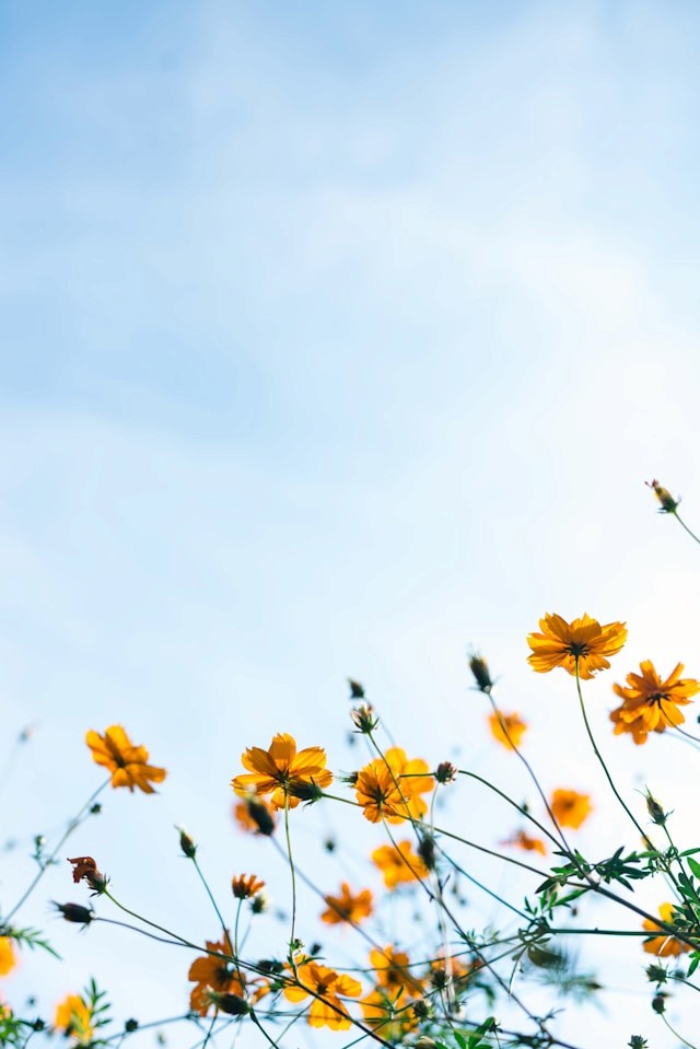 Yellow flowers against the sky. Photo by Masaaki Komori on Unsplash