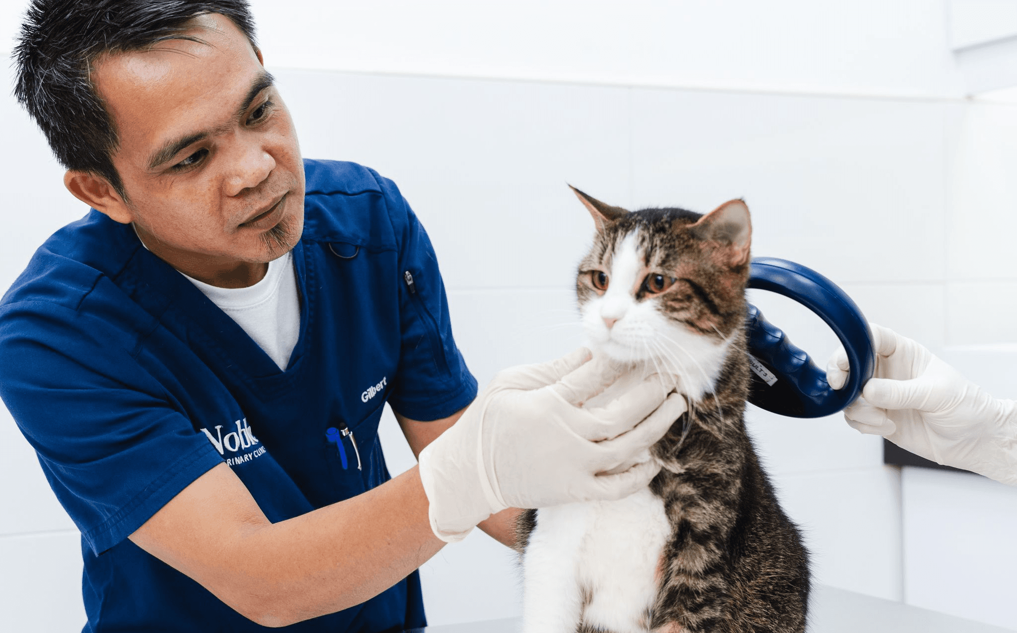 A veterinarian in a blue shirt is feeling a cat's neck to check for signs of coughing.
