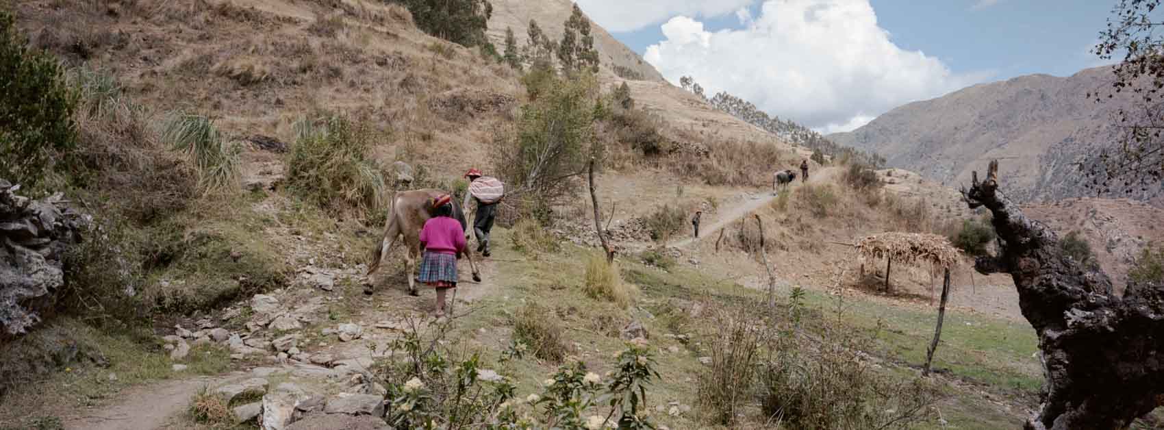 Panoramic film photograph taken near Machu Picchu elevation, showing locals herding the cows from field to field in the Andean mountains, highlighting everyday life at high altitude.