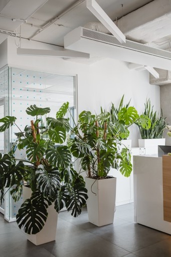 Monstera w biurowcu oblugiwana przez zielony seriws