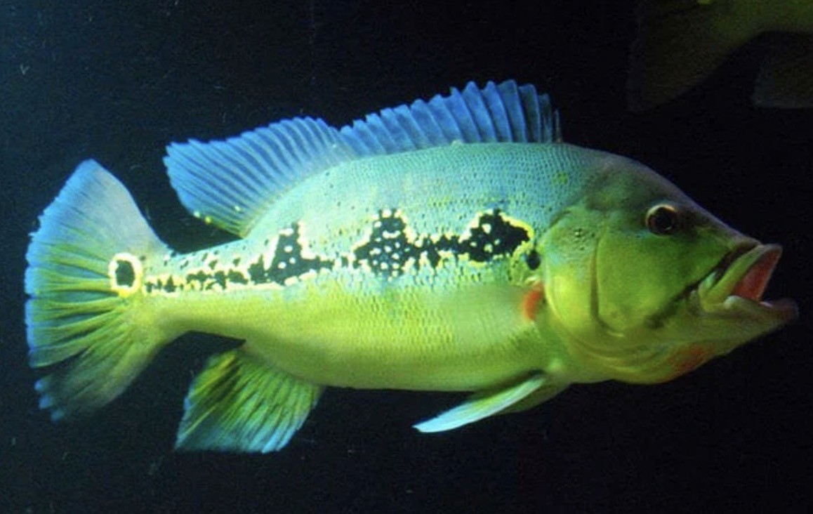 Peacock Bass swimming under water