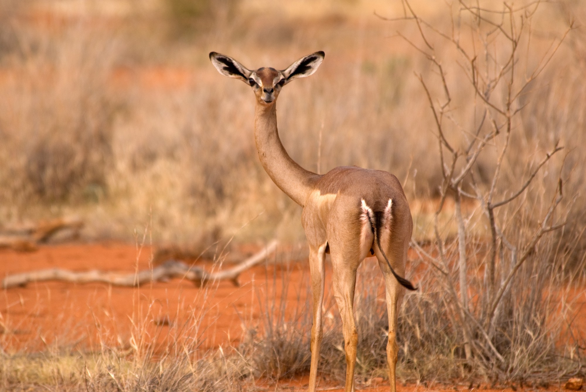 Gerenuk i Tsavo Øst