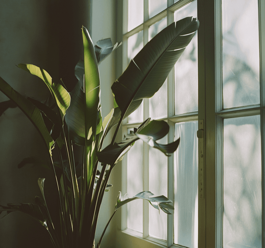 the plant by the window
