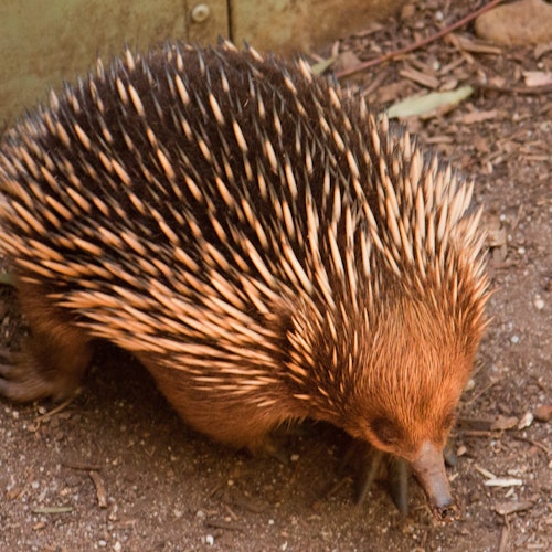 Tour panoramico in autobus di Puffing Billy e Santuario di Healesville