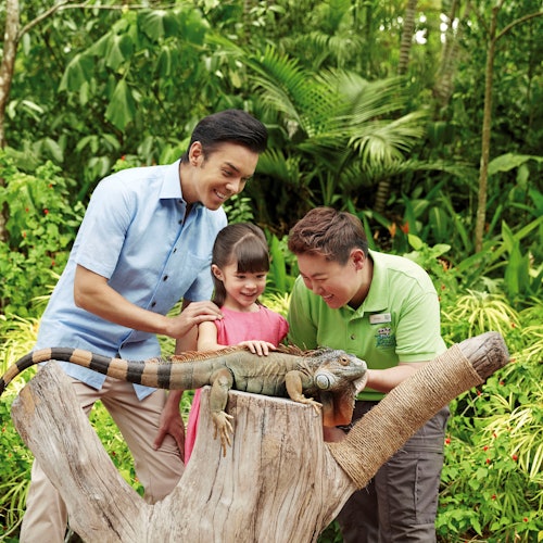 两名成人和一名儿童在郁郁葱葱的热带环境中背景为绿植的情况下触碰栖息在树枝上的鬣蜥。