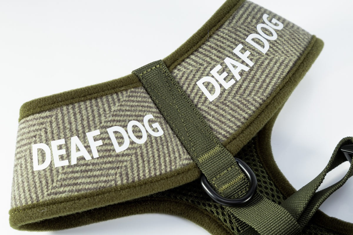 A dog wearing a Holywell harness