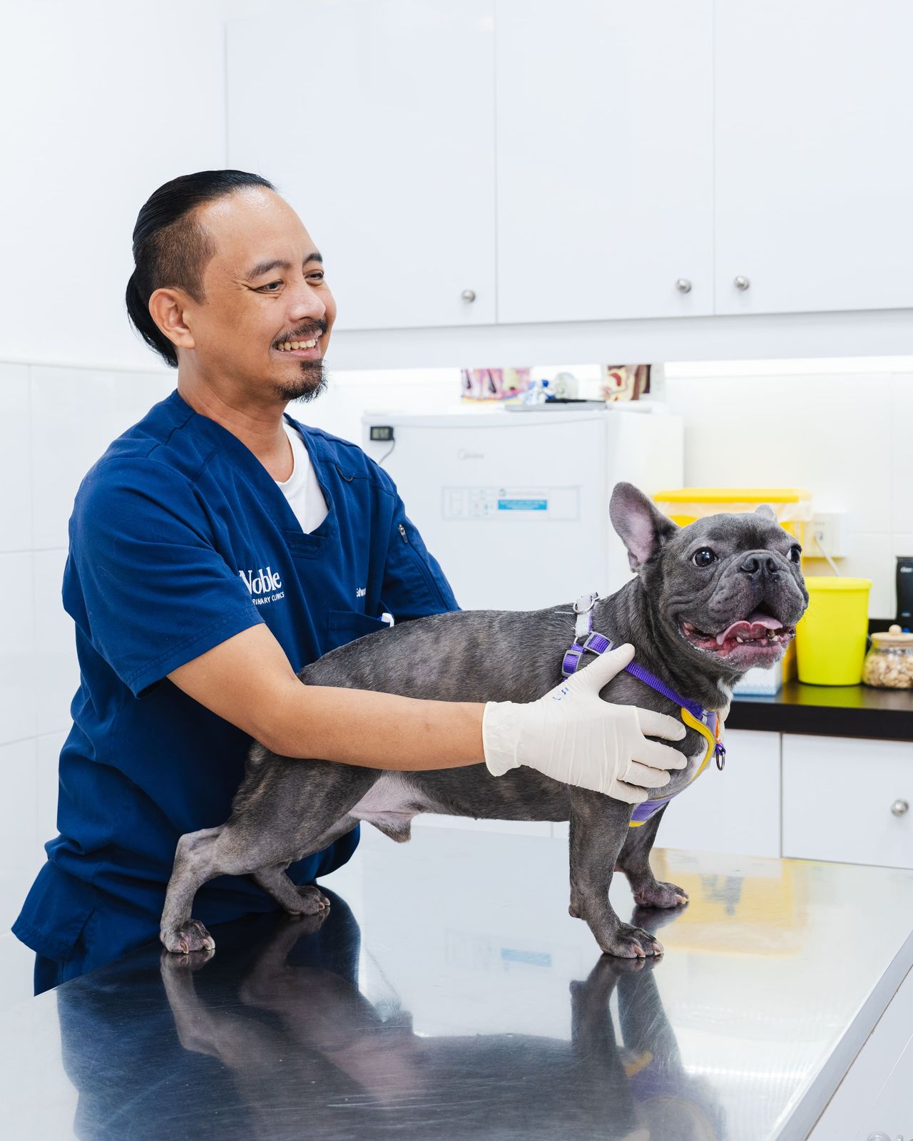 A gray dog undergoing a quick checkup at the vet clinic.