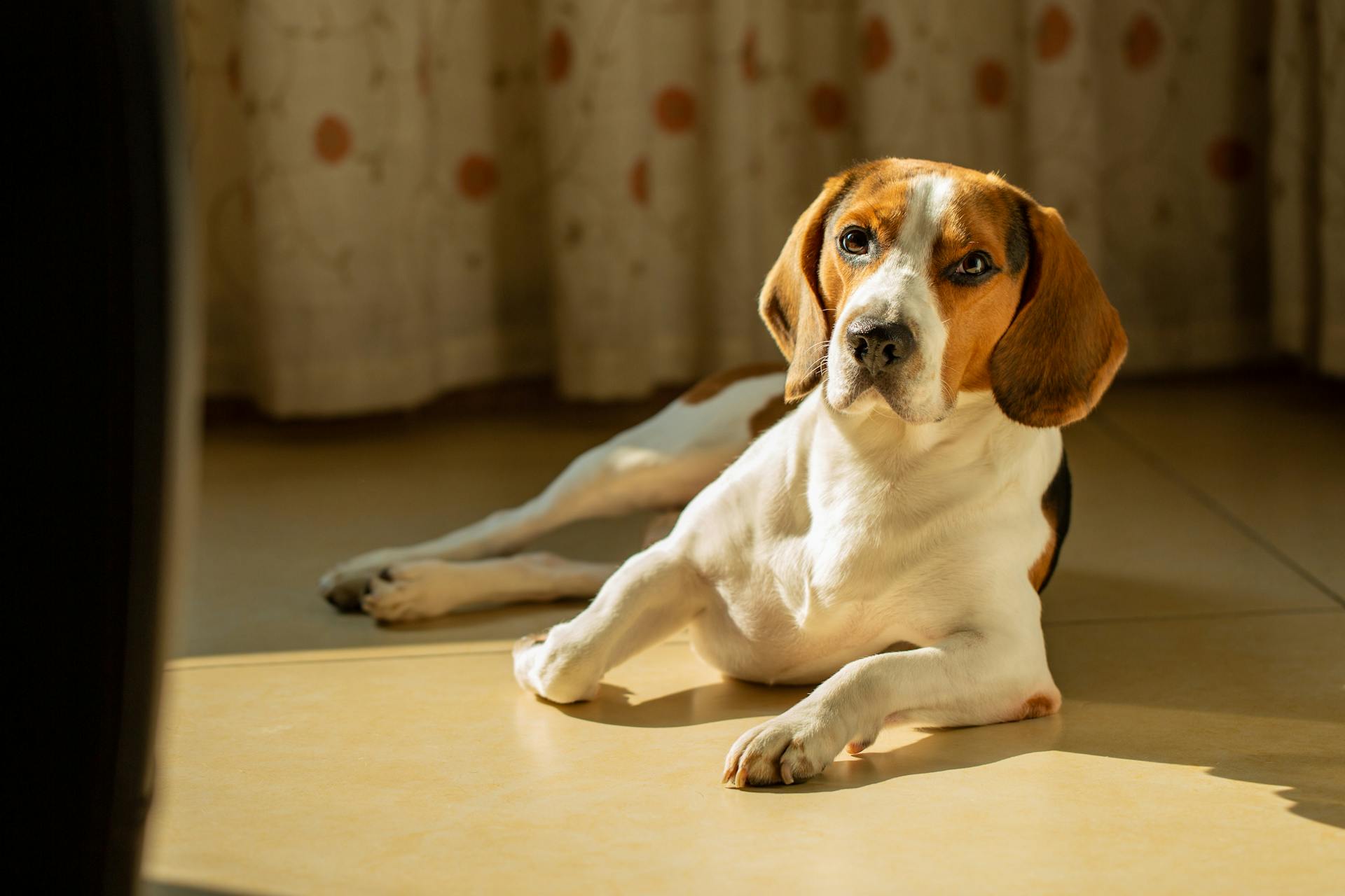 A Beagle is resting and lying down on the floor inside the house.