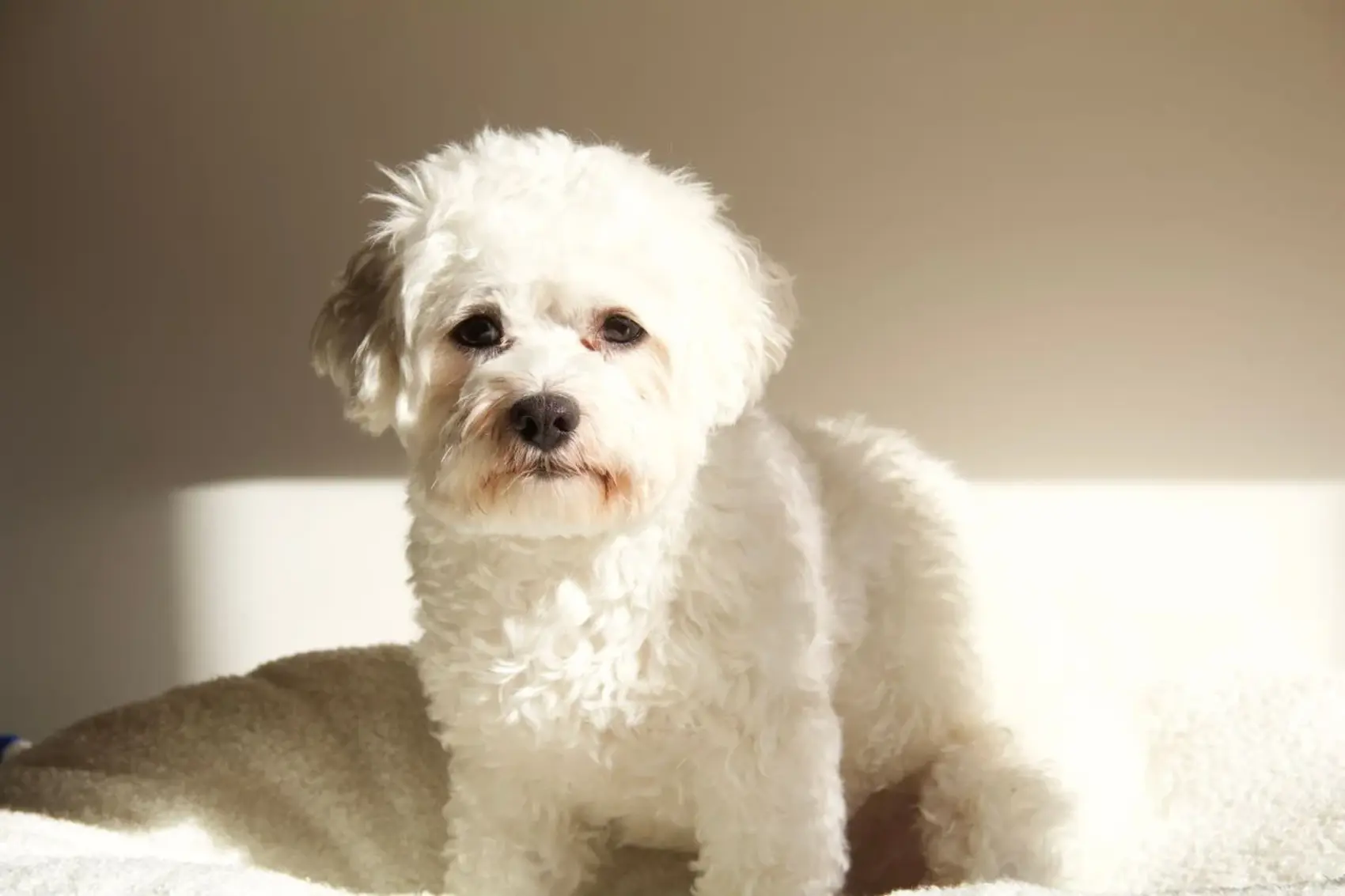 A white Bichon Frise is sitting down on a white dog bed while looking directly.