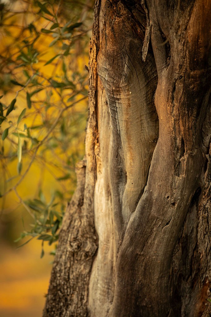 A beautifully decorated wedding cake featuring red and white roses.