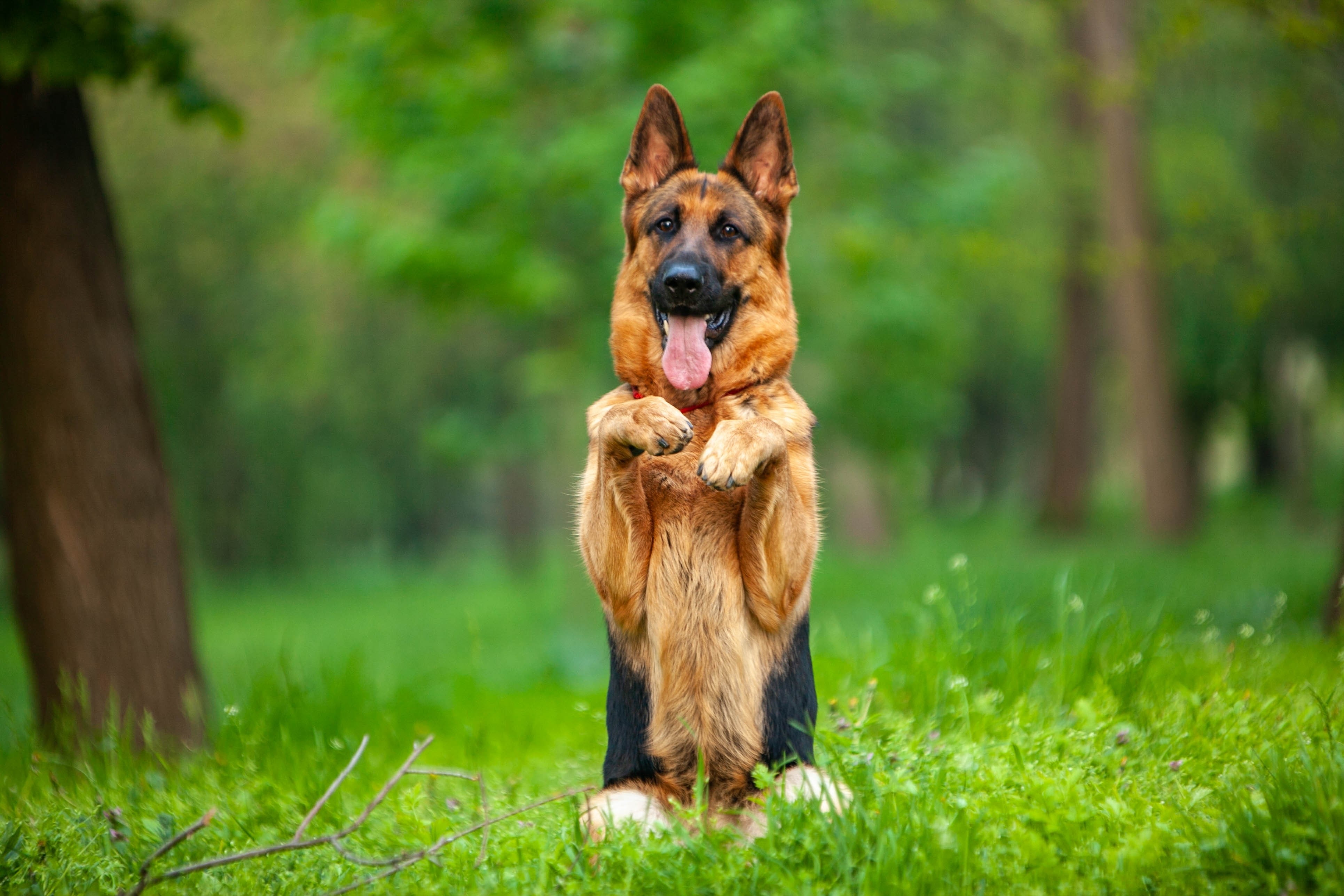 Training and care for German Shepherds