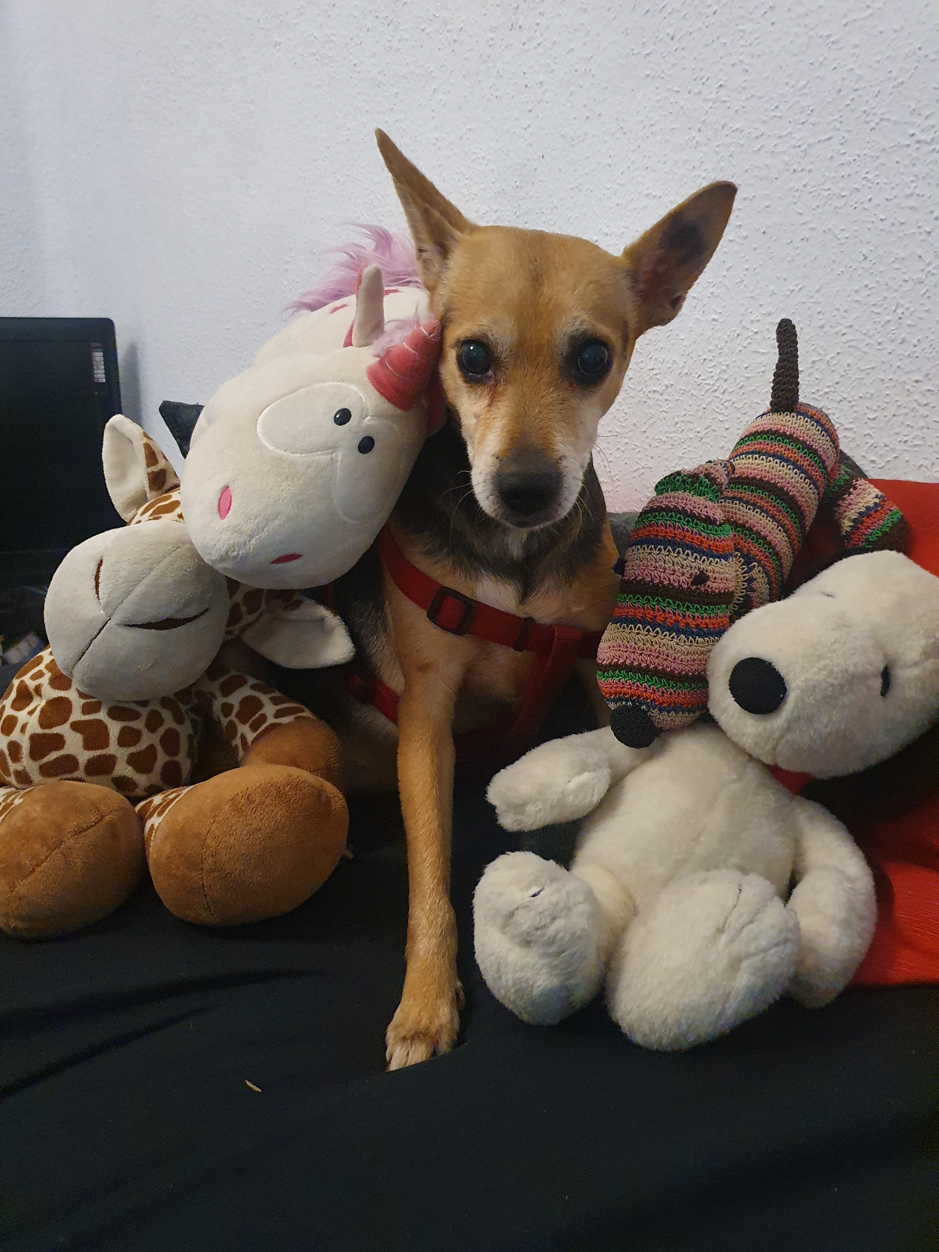 Foto de We will Dog You
