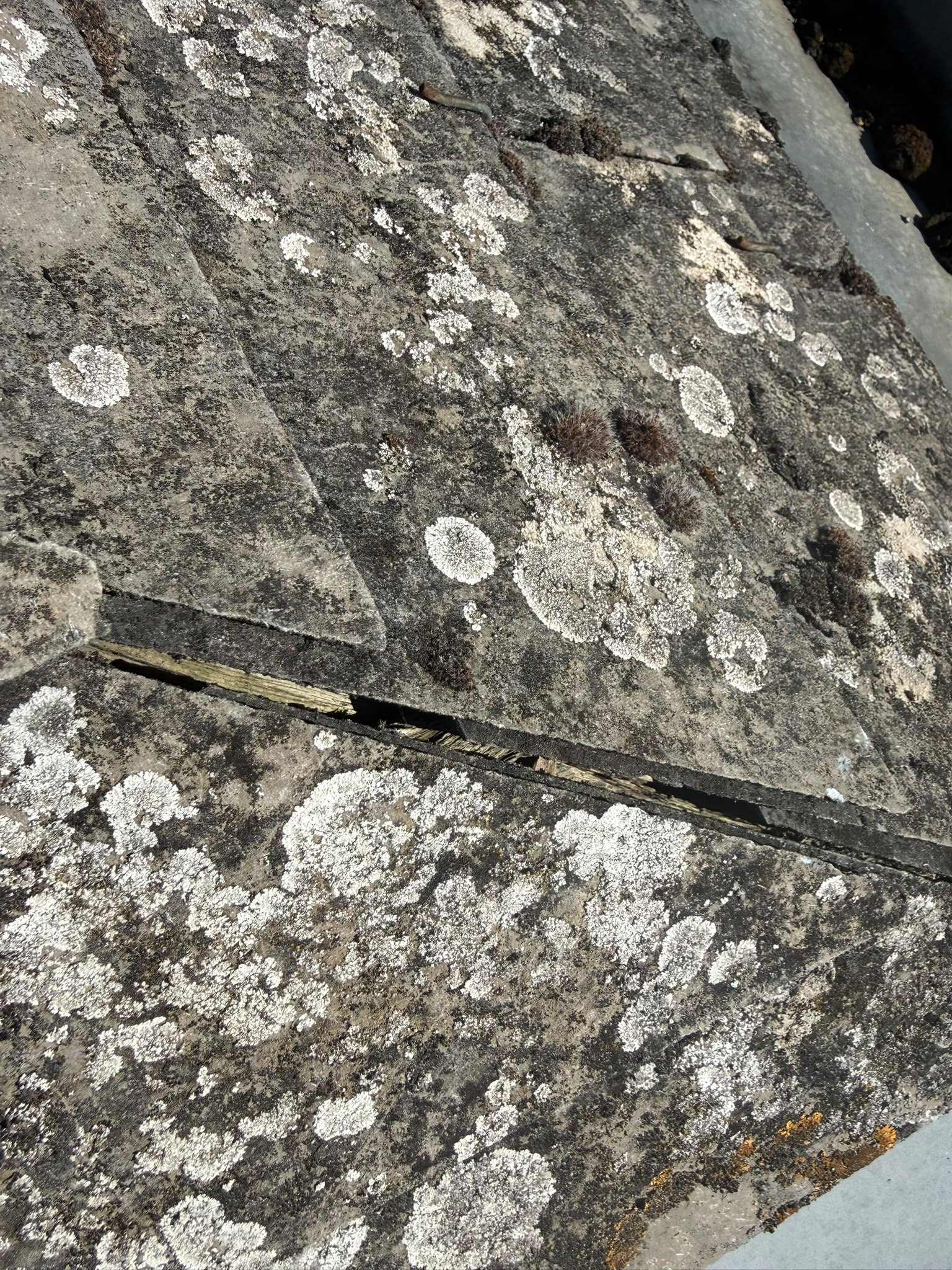 Plaques de toiture en fibrociment envahies de lichen, latte en bois dégradée visible sous la plaque