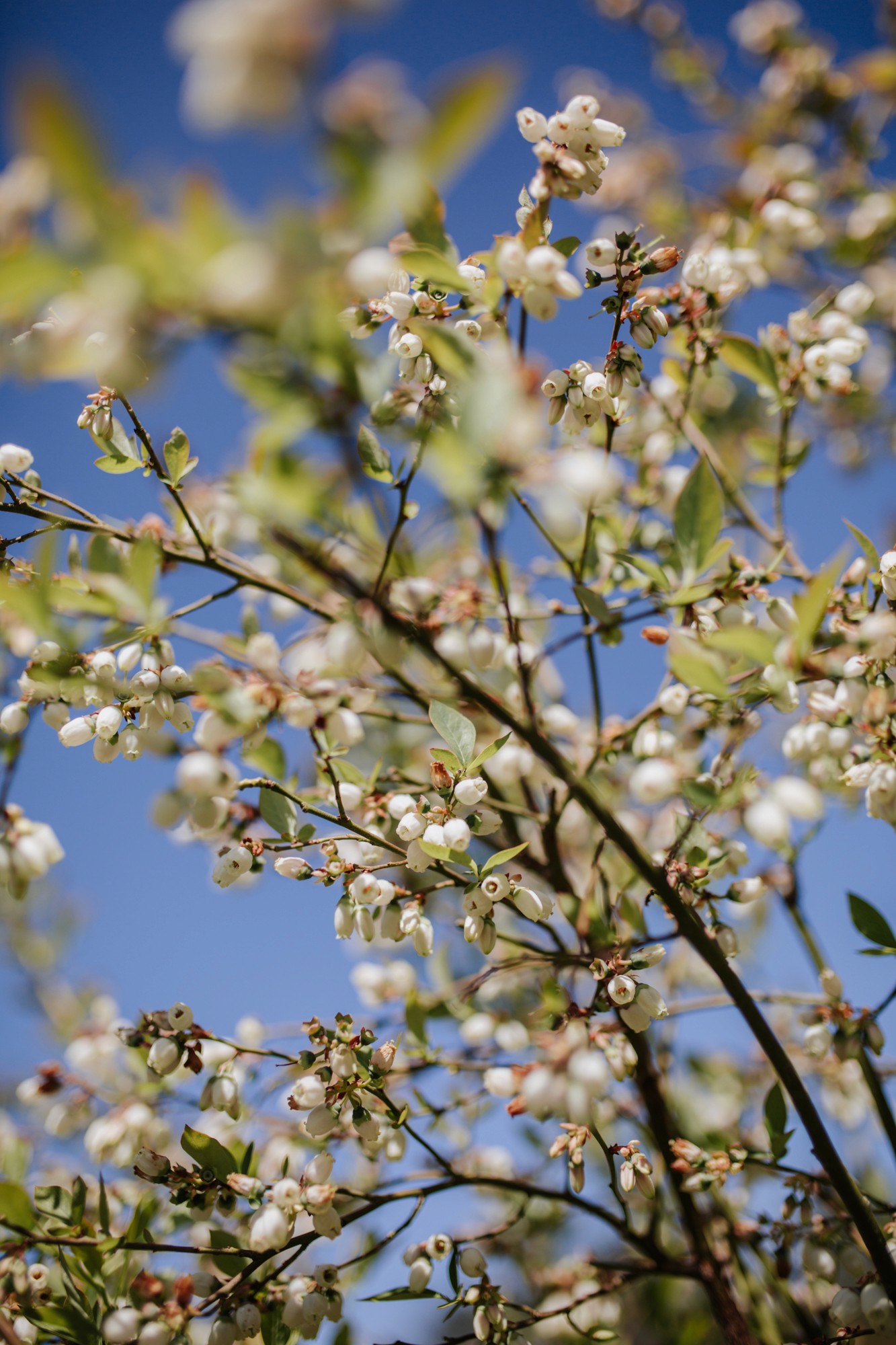 A parada das bestas | Sesion fotografía