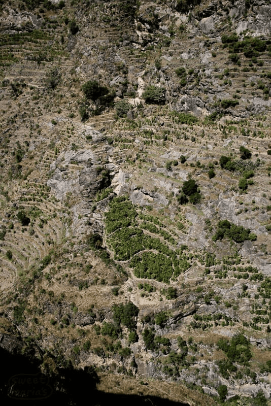 https://library.sweetmarias.com/yemen-citadels-of-harasi/