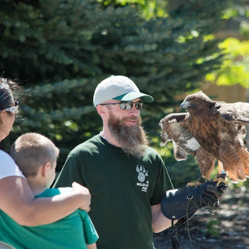 一個留著鬍子的男人在他的手套上握著一隻猛禽，正在戶外與一位女士和小孩互動。