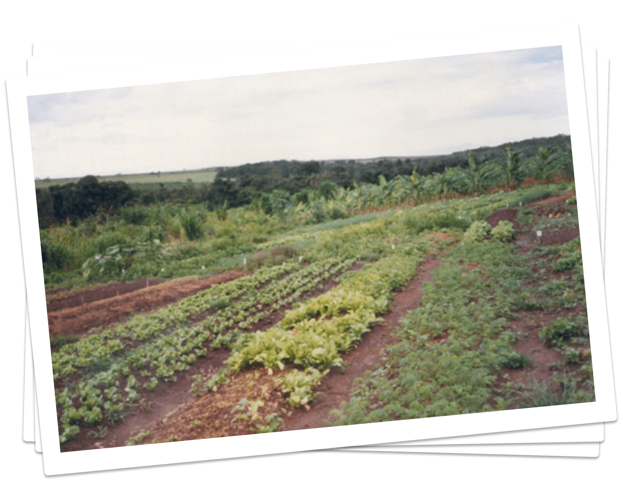 Foto da Fazenda Malunga antigamente