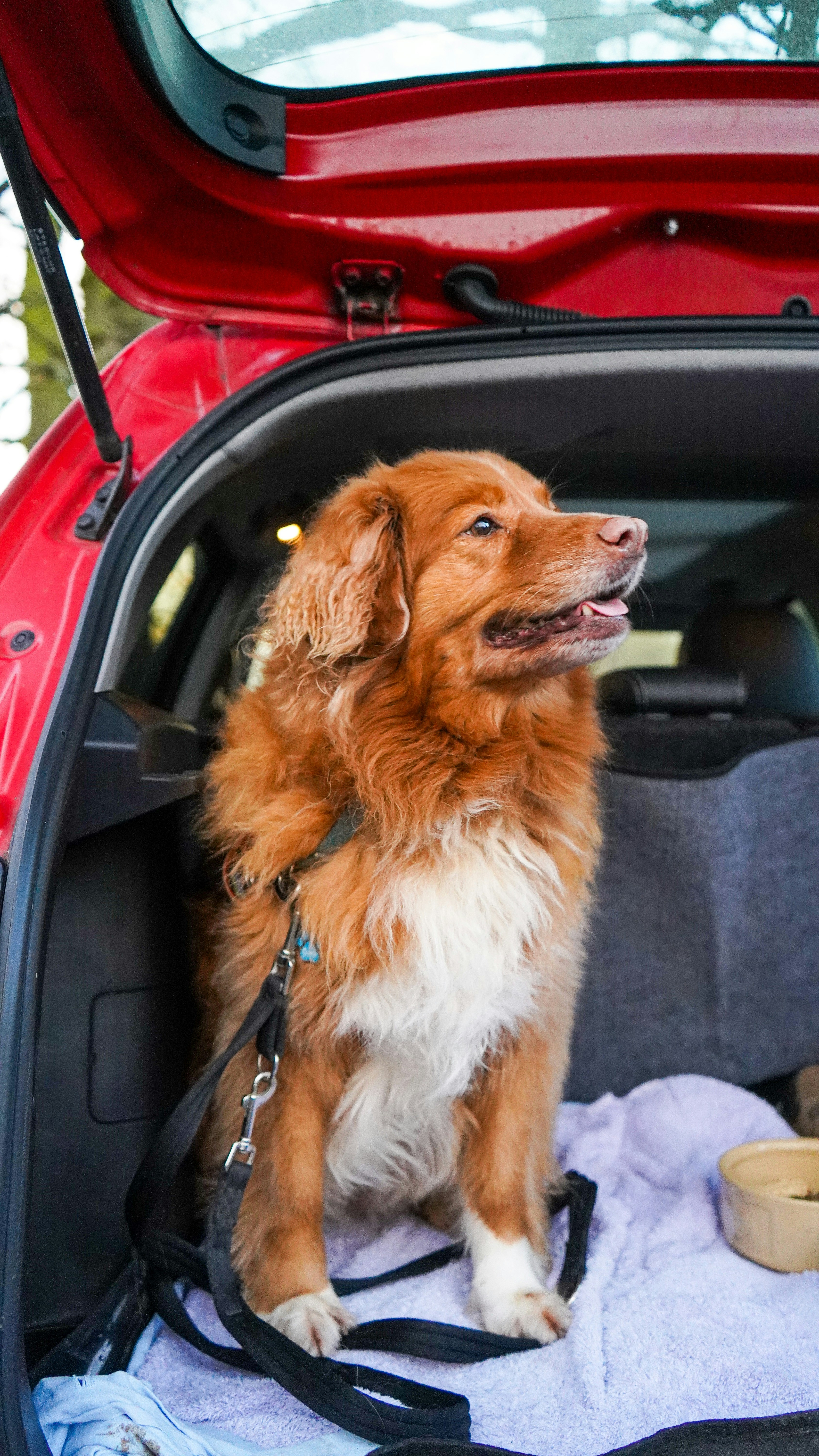 solving dog reactivity through calm walking routines