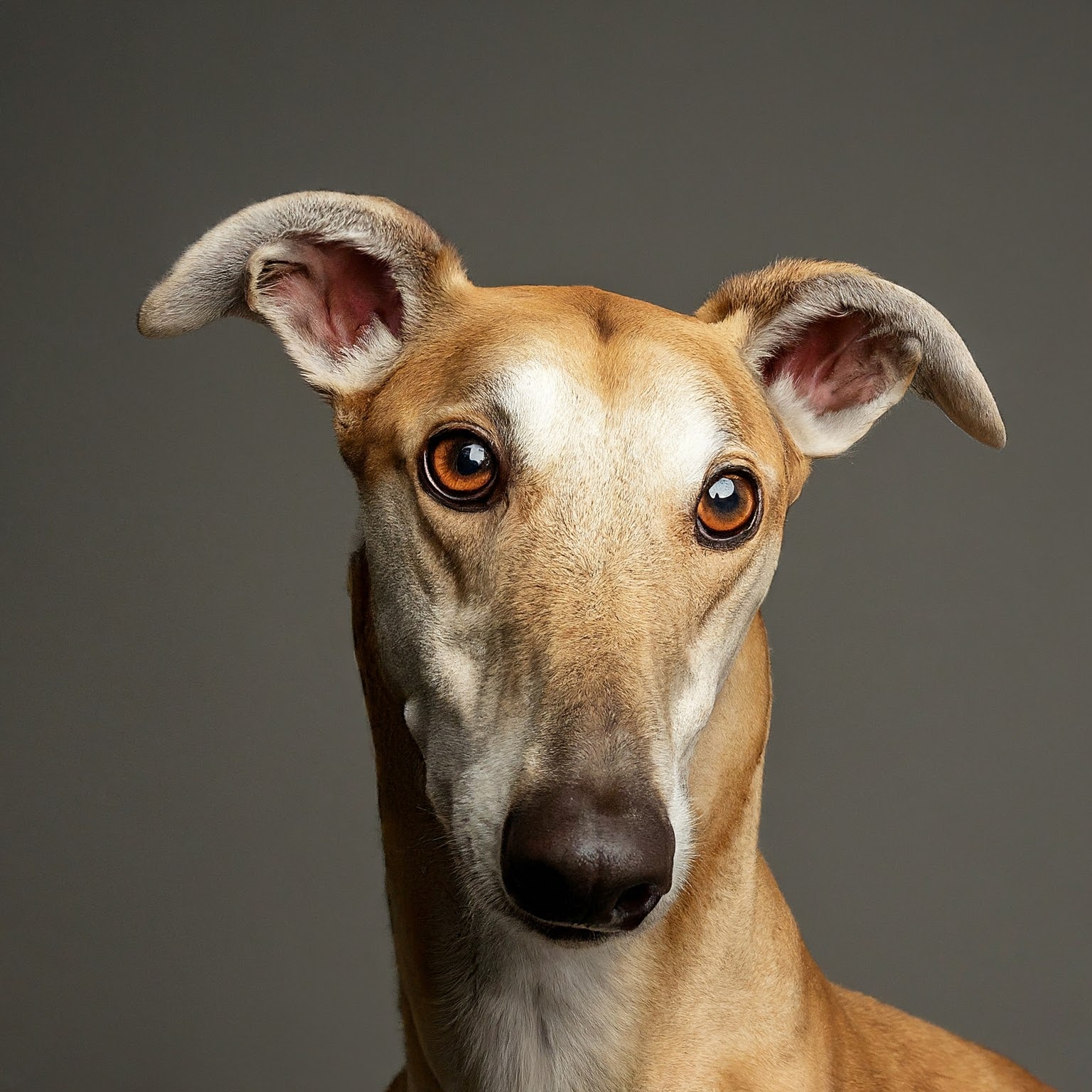 BUDDYUNO, Greyhound