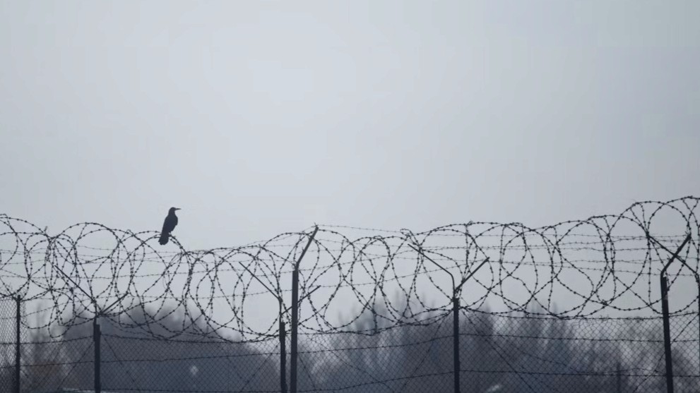 asylum cover