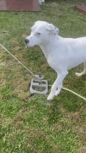 Gif of a white dog playing in a lawn sprinkler