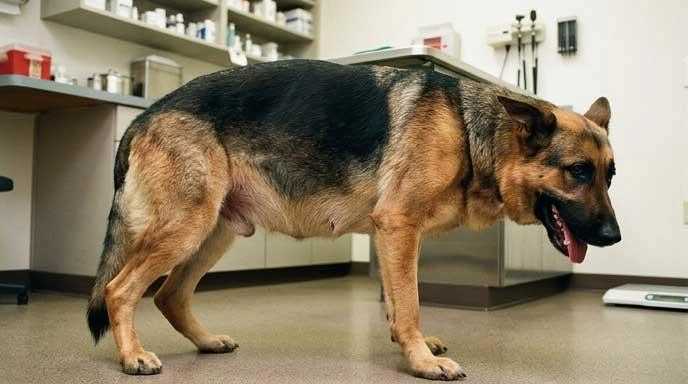 GDV bloat in dogs