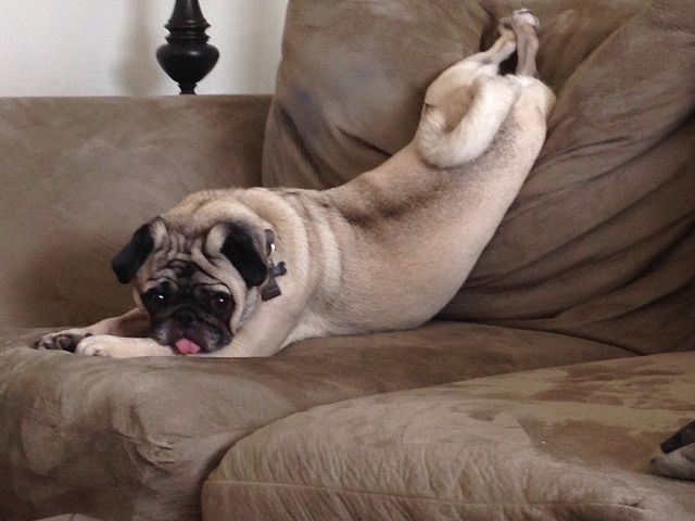 Pug