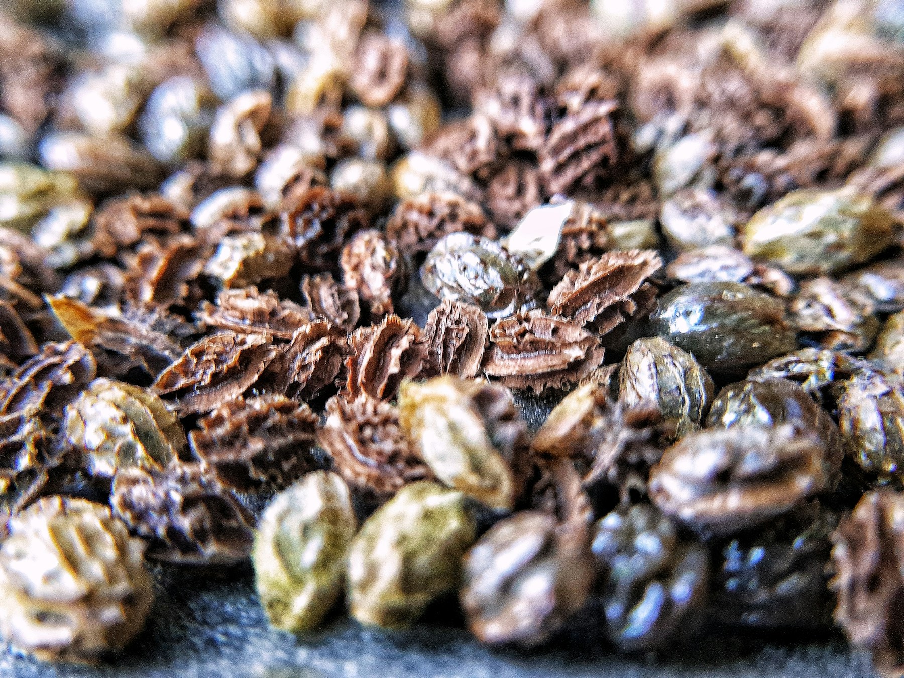 Whole hop cones close up