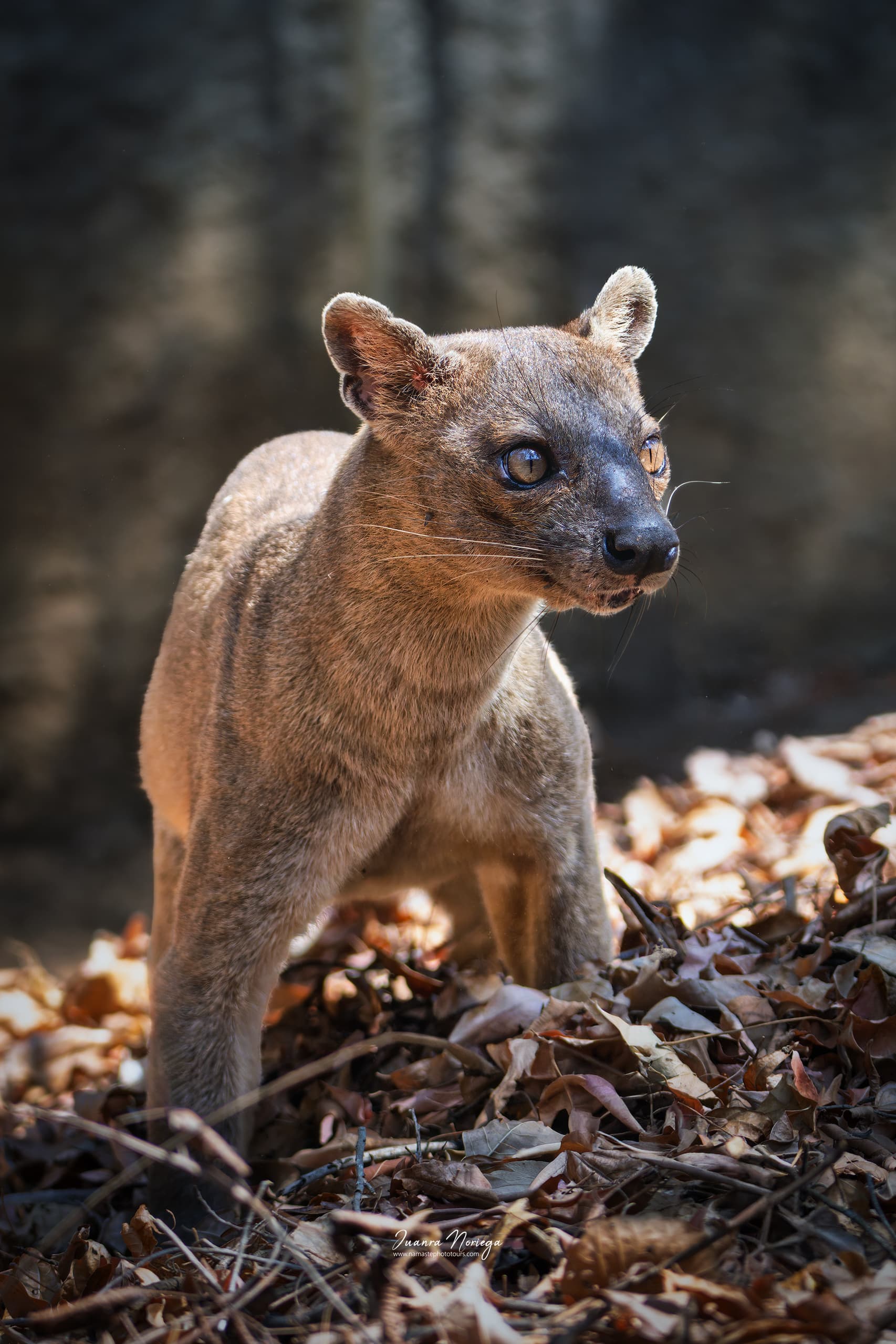 Fosa en Madagascar