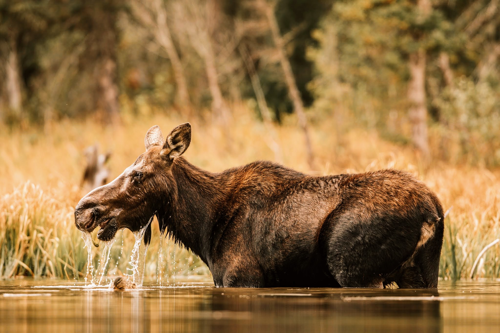 Orignal dans une rivière photographié lors d’un voyage photo à Yellowstone