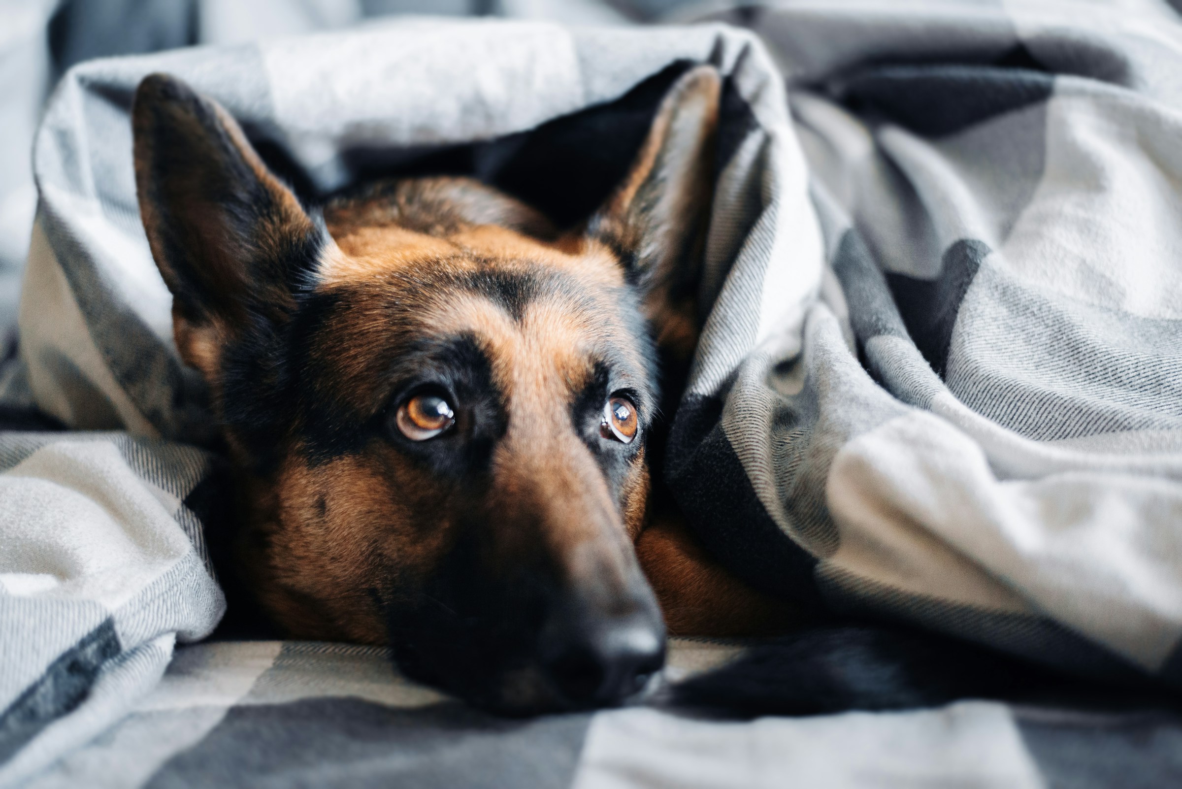 German shepherd lying wrapped in a grey blanket, looking up warily