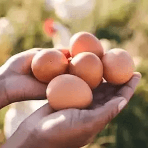 A person's hands gently cup five fresh brown egg products, bathed in warm sunlight against a blurred green pasture with.