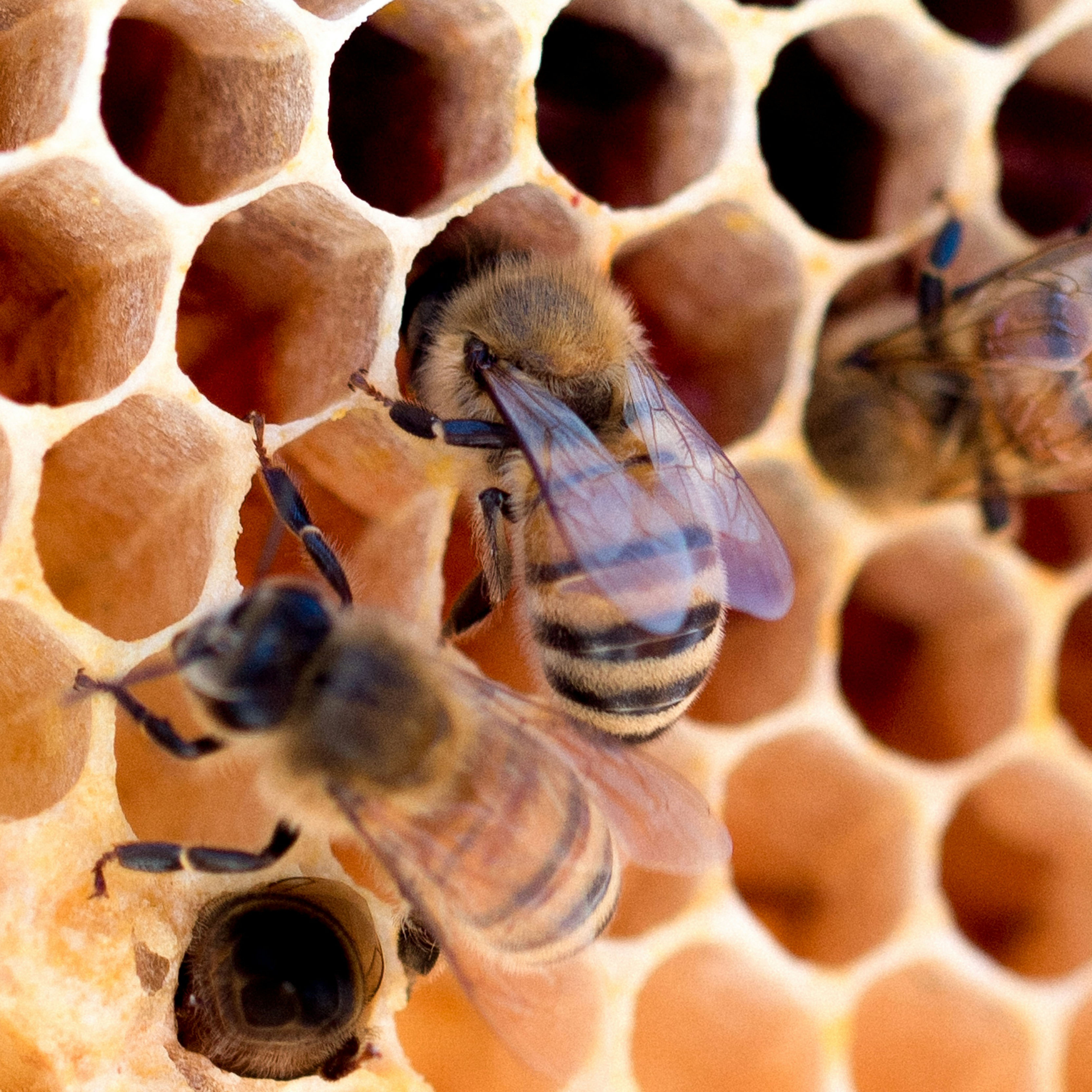 Close-up macro photograph of honeybees working on honeycomb cells, showing the hexagonal wax structure and detail of the bees’ wings and bodies. Photo by Meggyn Pomerleau via Unsplash