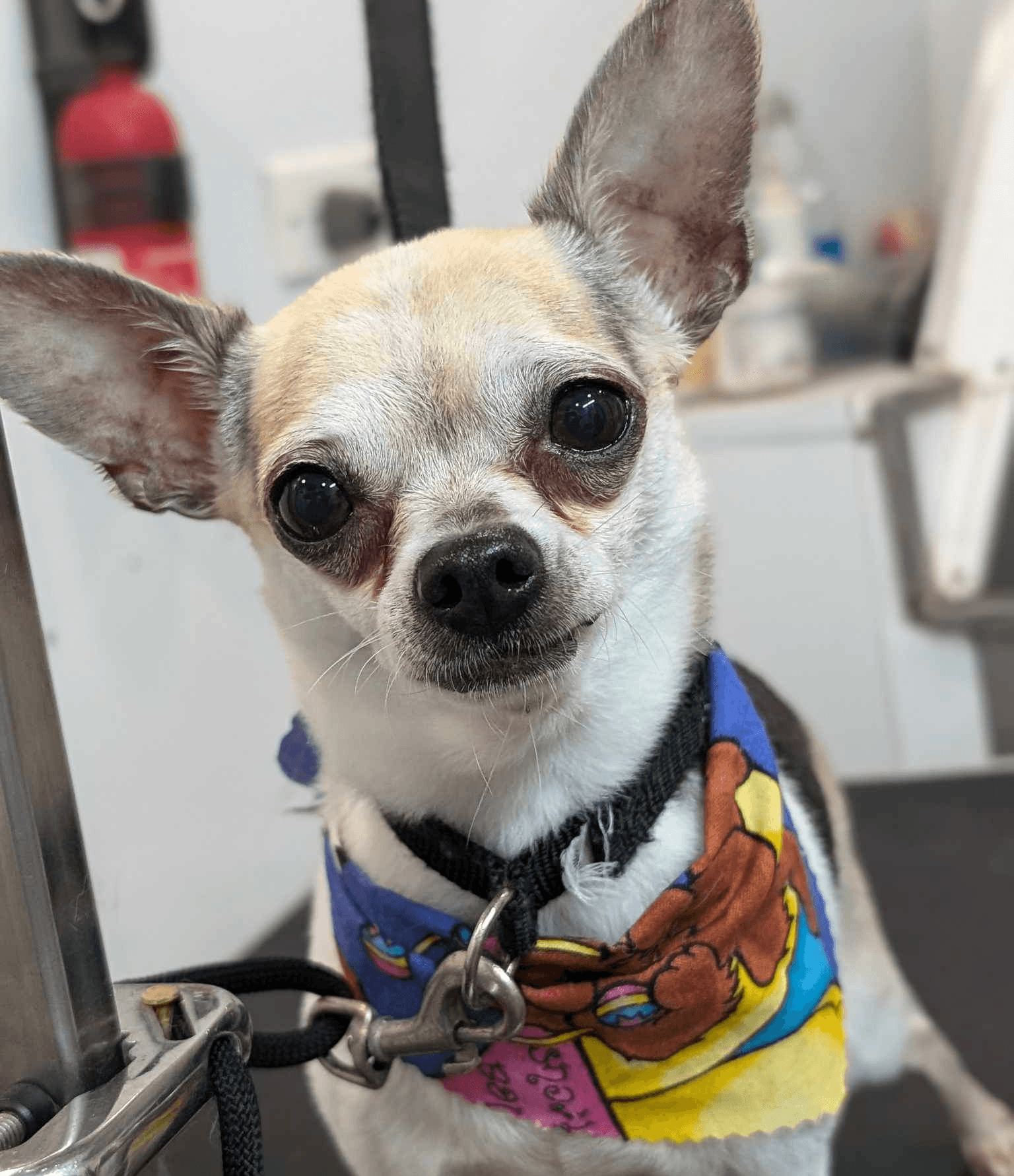 Extra Small Dog Grooming Bath Photo - Wags To Riches Dog Grooming