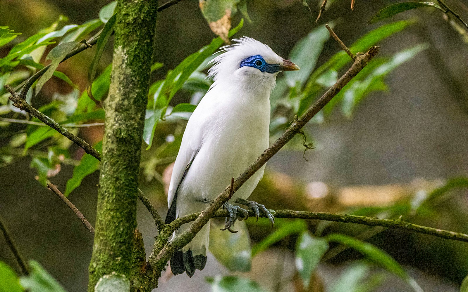 Bali mynah perched on a branch in lush greenery.