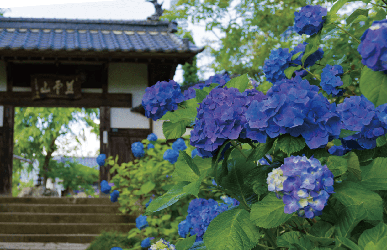 Hydreangas at Shifukuji Temple in Sendai, Miyagi