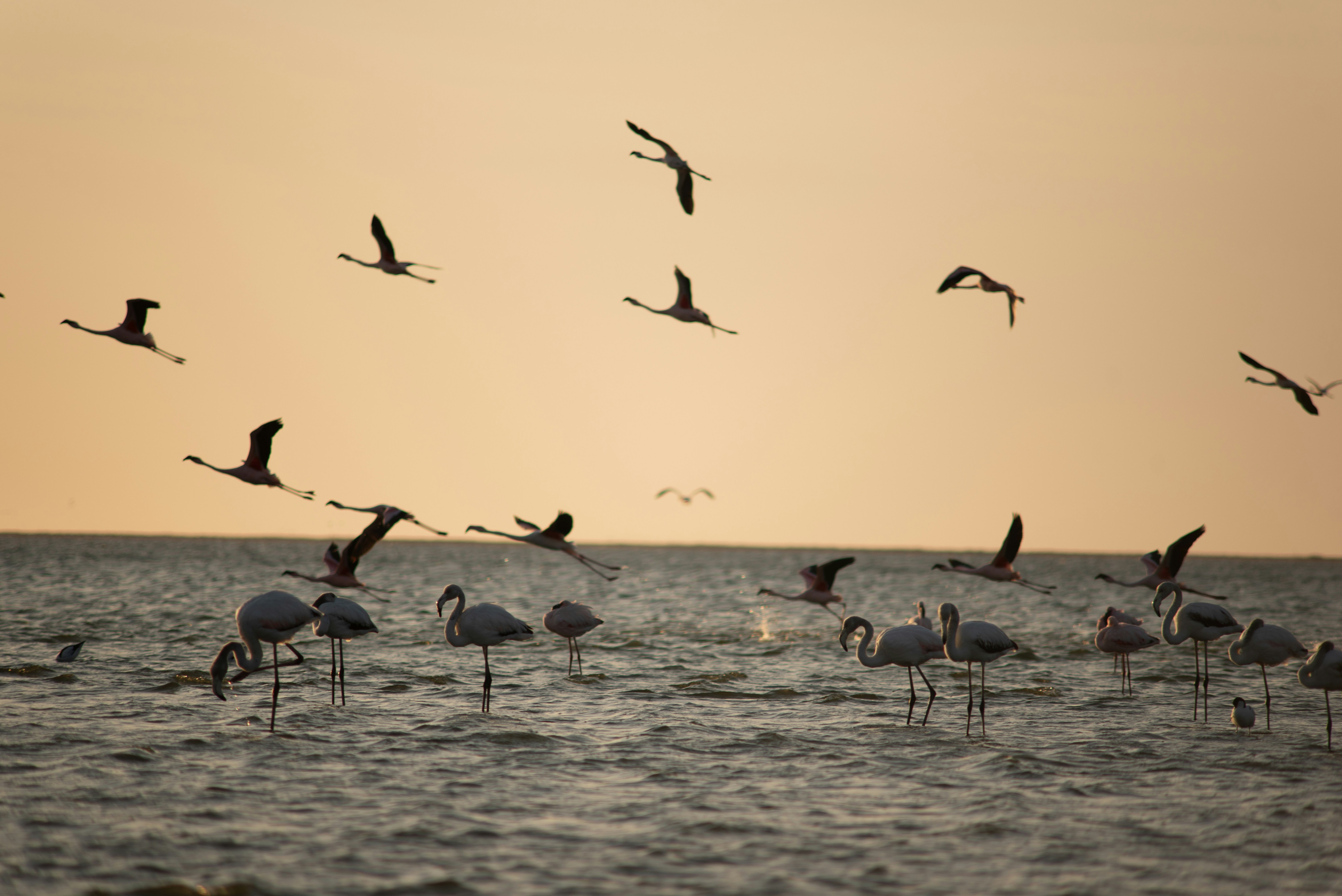 Flamingos on the Walvis Bay lagoon at dawn