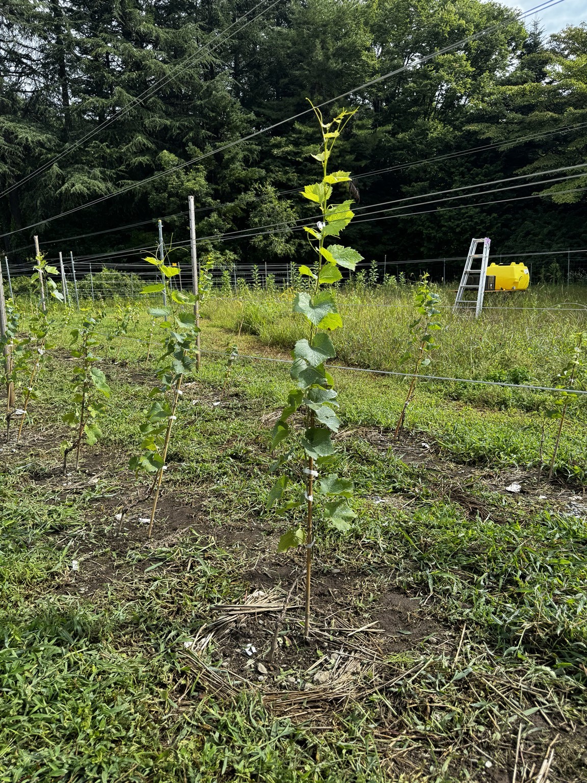支柱に沿い、上へ伸びる新梢。