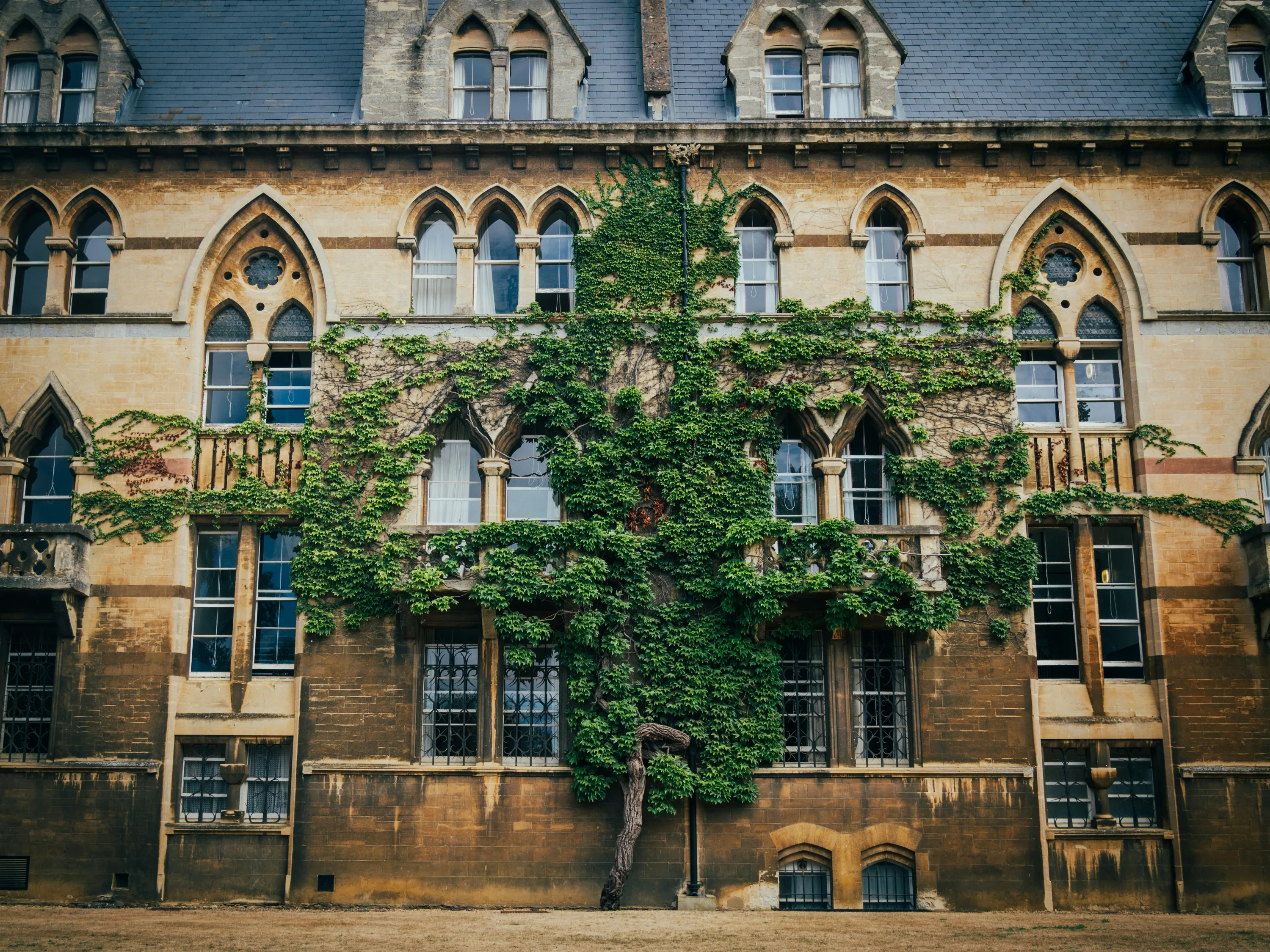 Tree growing on the side of Christ Church College's building in Oxford.