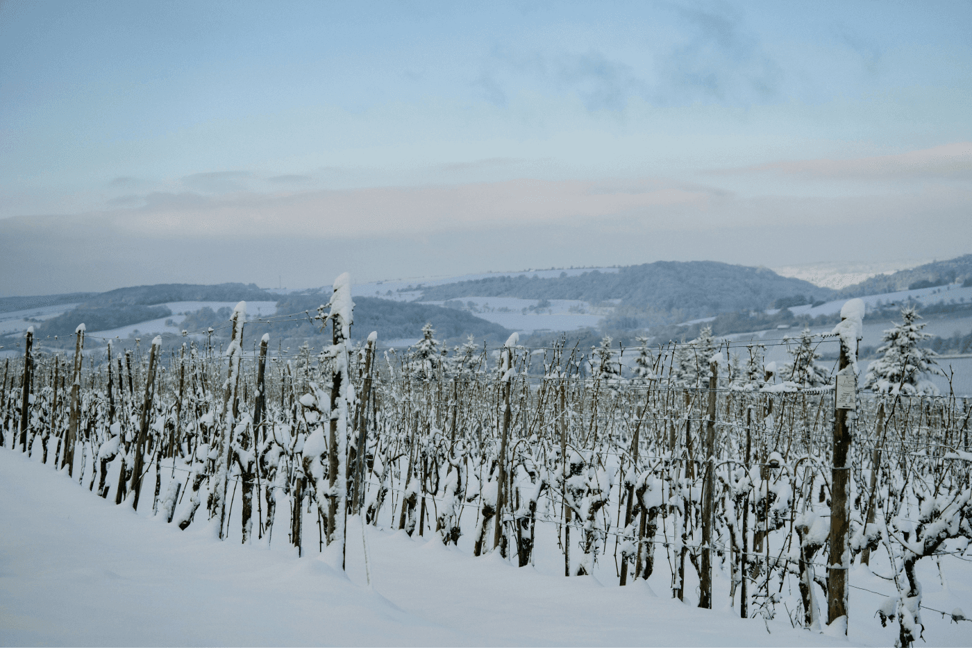 A serene vineyard blanketed in a glistening layer of pure, white snow on a frosty winter morning, showcasing the juxtaposition of a wintry landscape against the dormant grapevines, embodying the tranquility and beauty of the changing seasons in a vineyard setting.