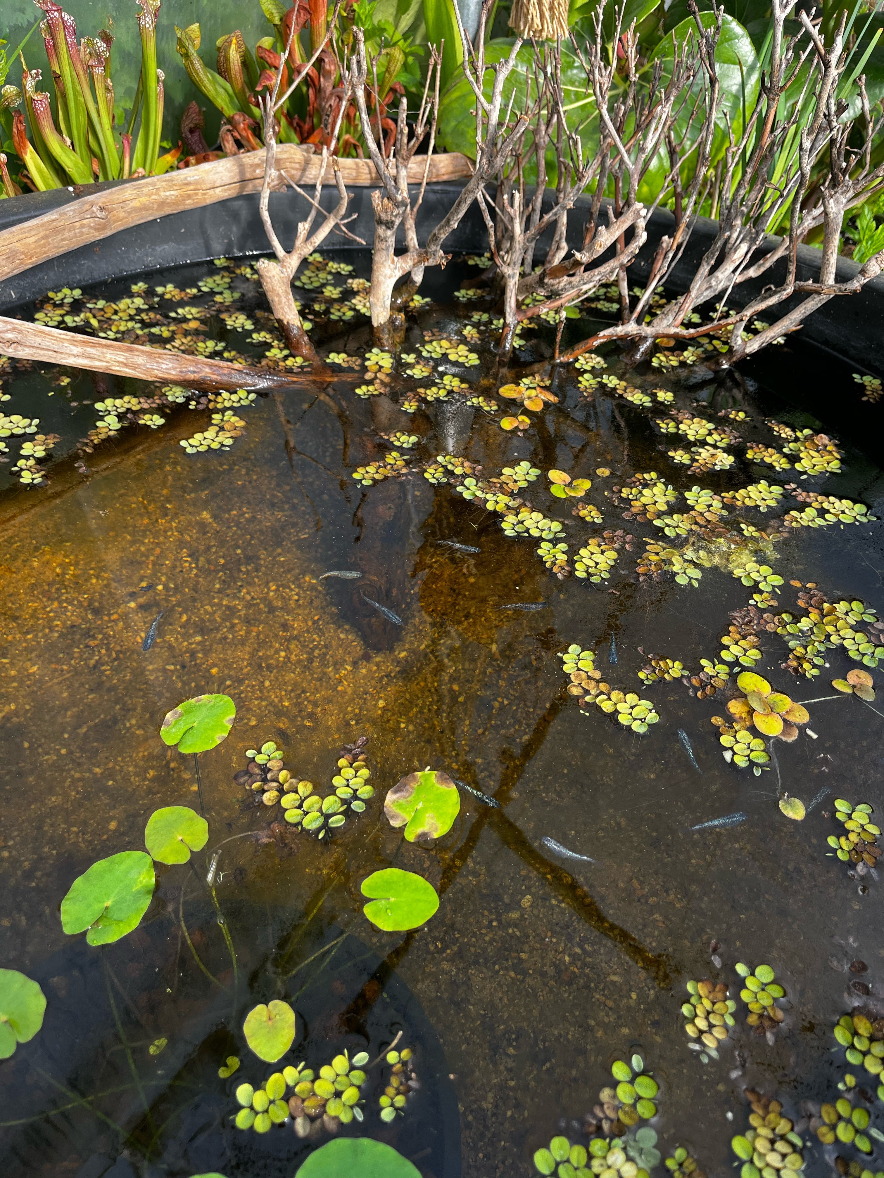Medaka et fleurs de nénuphar dans un bassin du jardin