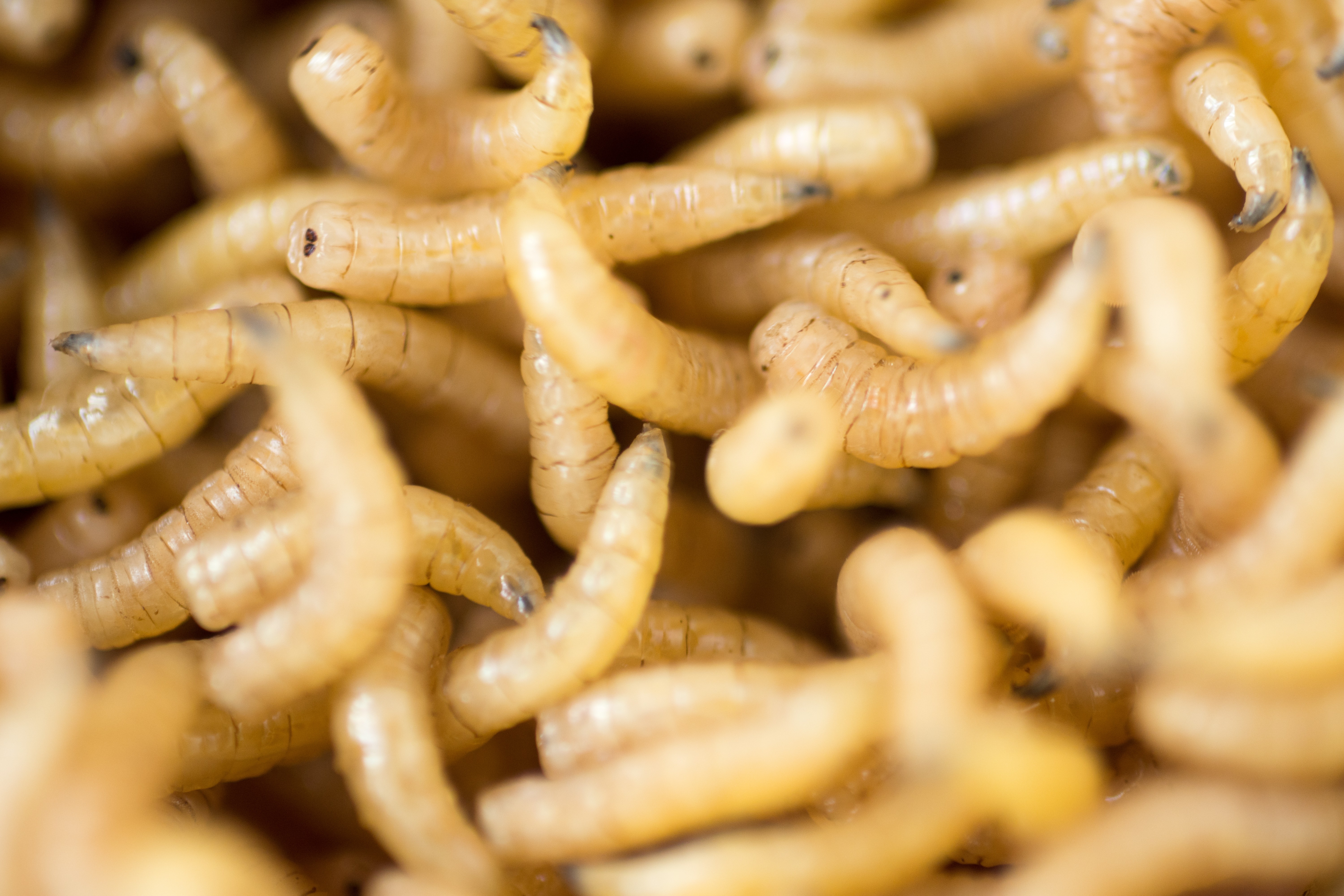 Macro shot of maggots (fly worms)