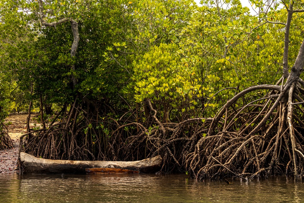 Boat in the mangroves. Photo credit Anthony Ochieng Onyango